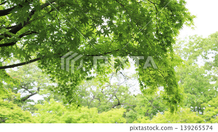 稻田與原始景觀 稻田與原始景觀 139265574