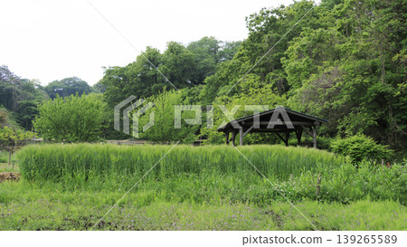 稻田與原始景觀 稻田與原始景觀 139265589