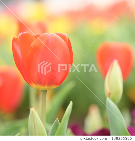 Fluffy tulips blooming in a spring flowerbed Fluffy tulips blooming in a spring flowerbed 139265590