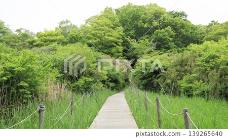 Rice paddies and the original landscape Rice paddies and the original landscape 139265640