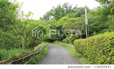 稻田與原始景觀 139265641