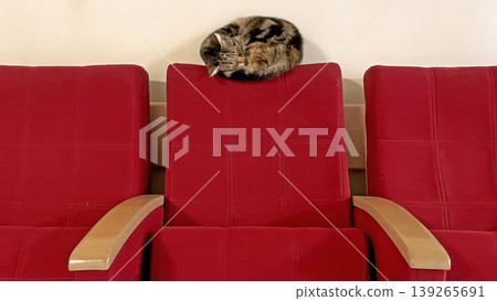 Tabby Cat Napping on Top of Red Theater Seat. A cute tabby cat sleeps peacefully balanced on the headrest of a red velvet chair. Minimalist indoor pet photography. Tabby Cat Napping on Top of Red Theater Seat. A cute tabby cat sleeps peacefully balanced on the headrest of a red velvet chair. Minimalist indoor pet photography. 139265691