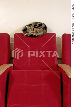 Tabby Cat Napping on Top of Red Theater Seat. A cute tabby cat sleeps peacefully balanced on the headrest of a red velvet chair. Minimalist indoor pet photography. Tabby Cat Napping on Top of Red Theater Seat. A cute tabby cat sleeps peacefully balanced on the headrest of a red velvet chair. Minimalist indoor pet photography. 139265692