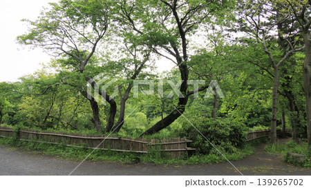 Rice paddies and the original landscape 139265702