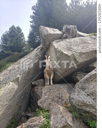Goats on a rocky outcrop in the Italian Alps. Goats on a rocky outcrop in the Italian Alps. 139265804