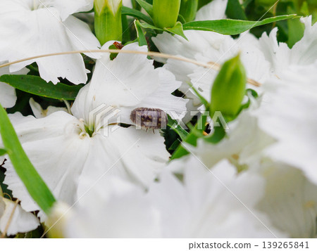 Pill bug eating petals Pill bug eating petals 139265841