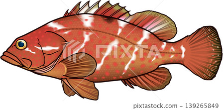 魚類插圖：“Kijihata（Akou）”，輪廓線，向量格式，白色背景。 139265849