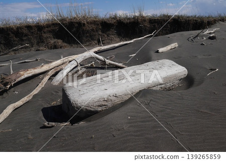 在海灘上的浮木 在海灘上的浮木 139265859