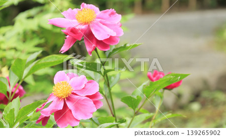 Hayama Shiosai Park, surrounded by fresh greenery. Hayama Shiosai Park, surrounded by fresh greenery. 139265902