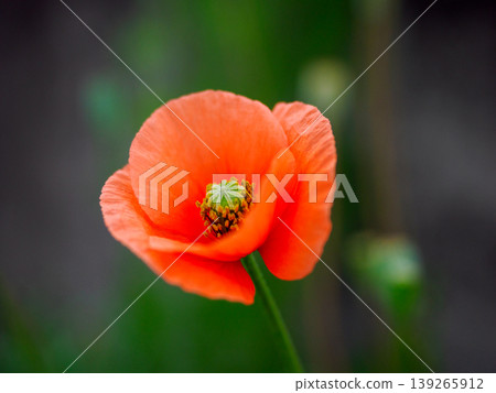 Orange Flower 139265912