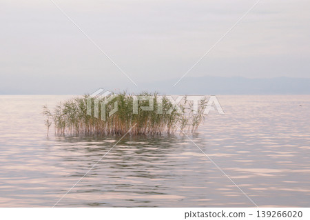 Minimalist Reed Cluster in Calm Pink Lake Water.A serene, atmospheric landscape featuring a small patch of green reeds reflecting in the soft, pastel pink ripples of a quiet lake at dawn. Minimalist Reed Cluster in Calm Pink Lake Water.A serene, atmospheric landscape featuring a small patch of green reeds reflecting in the soft, pastel pink ripples of a quiet lake at dawn. 139266020