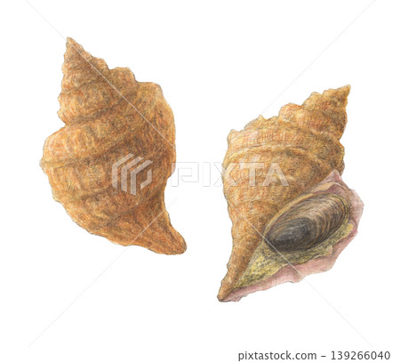 Whelk - Watercolor pencil illustration 139266040