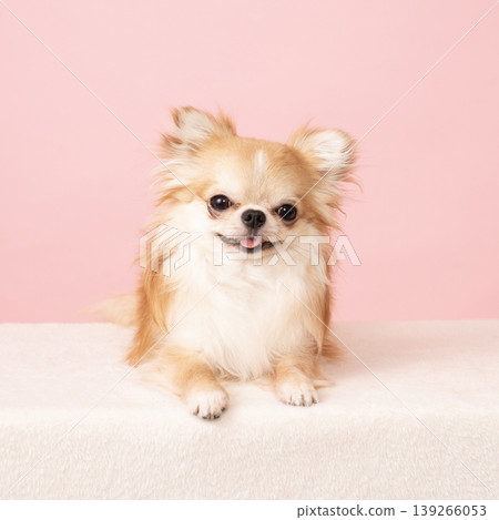 Chihuahua with a pink background and a smile Chihuahua with a pink background and a smile 139266053