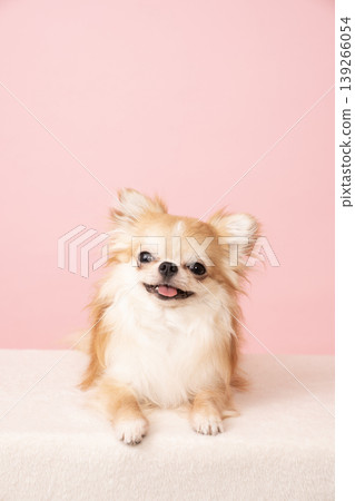 Chihuahua with a pink background and a smile 139266054