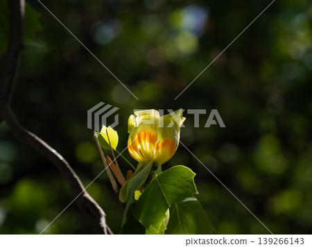 The tulip tree blossoms glow in the sunlight filtering through the trees; a single flower shines brightly against a dark background. The tulip tree blossoms glow in the sunlight filtering through the trees; a single flower shines brightly against a dark background. 139266143