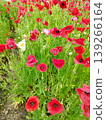 Chirley Poppy 139266164