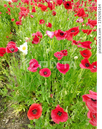 Chirley Poppy Chirley Poppy 139266164