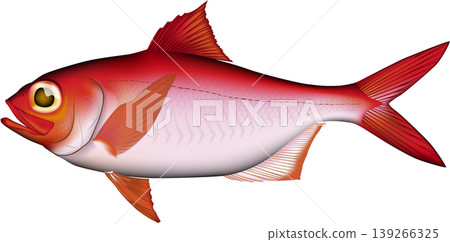 魚類插圖：「金眼鯛」（活魚顏色），向量格式，白色背景上的單張圖片。 139266325