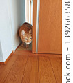 A tabby cat peeking through a gap 139266358