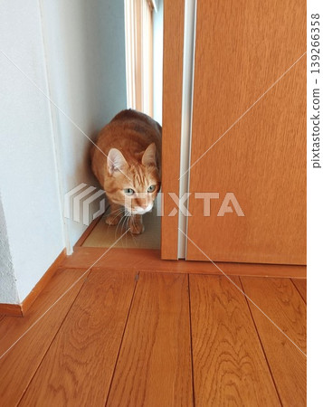 A tabby cat peeking through a gap A tabby cat peeking through a gap 139266358