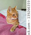 A tabby cat snuggling under the covers 139266359