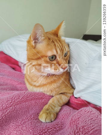 A tabby cat snuggling under the covers A tabby cat snuggling under the covers 139266359