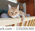 A listless-looking tabby cat 139266360