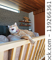 Yawning brown tabby cat 139266361