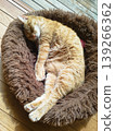 A tabby cat sleeping with its legs stretched out. 139266362