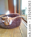 A tabby cat sleeping with its paws outstretched. 139266363