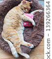 A tabby cat sleeping while hugging a cushion 139266364