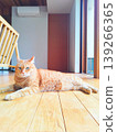 A tabby cat sitting in a sphinx pose. 139266365