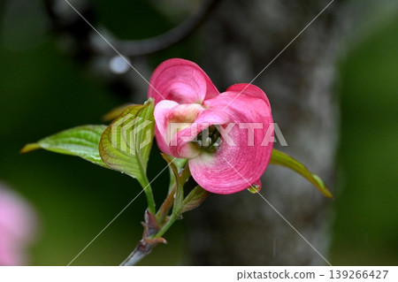  Dogwood flower 139266427