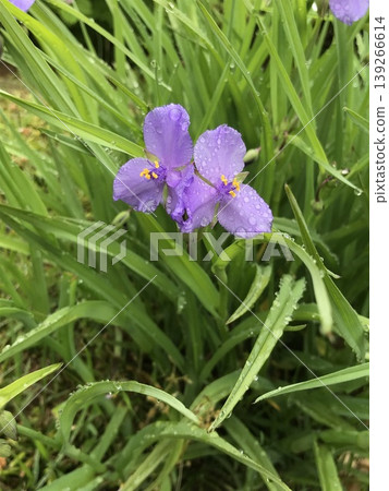 雨水浸濕的吊蘭花 雨水浸濕的吊蘭花 139266614