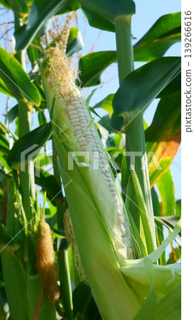 Fresh White Waxy Corn Cob Partially Peeled on the Stalk Fresh White Waxy Corn Cob Partially Peeled on the Stalk 139266616
