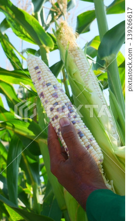 Hand Holding Fresh Bi-color Waxy Corn Cob in Agricultural Field 139266617