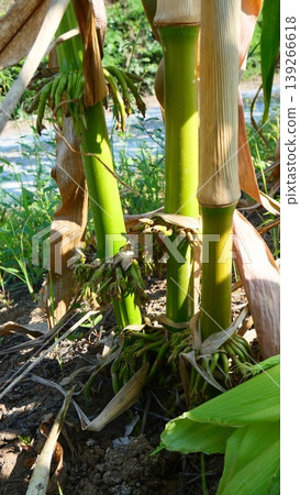 Close-up of Corn Brace Roots and Stalks in Agricultural Field Close-up of Corn Brace Roots and Stalks in Agricultural Field 139266618