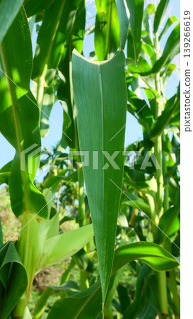 Close-up of Vibrant Green Corn Leaves in a Lush Plantation Close-up of Vibrant Green Corn Leaves in a Lush Plantation 139266619