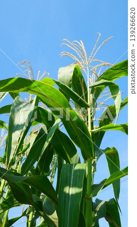 Blooming Corn Tassel on Tall Stalk Against Clear Blue Sky Blooming Corn Tassel on Tall Stalk Against Clear Blue Sky 139266620