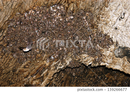 Group of sleeping bats colony in a cave Group of sleeping bats colony in a cave 139266677