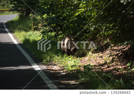 Wild brown bear on a forest countryroad 139266681