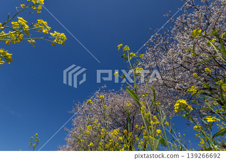 櫻花和油菜花 櫻花和油菜花 139266692