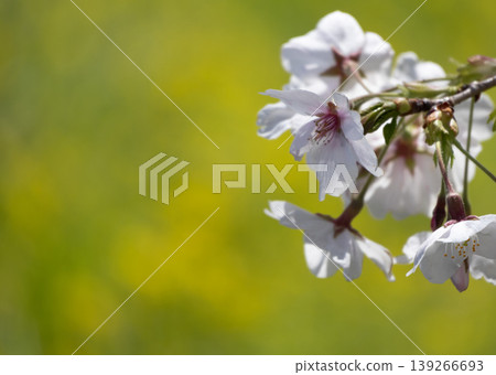 櫻桃樹 櫻桃樹 139266693
