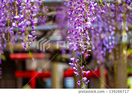 Millennial Wistaria Millennial Wistaria 139266717