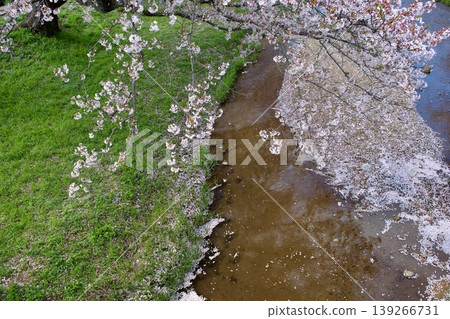 Somei Yoshino cherry blossoms in full bloom and cherry blossom petals accumulating on the clear stream. 139266731