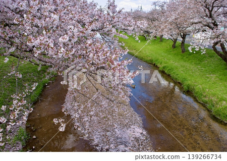 Somei Yoshino cherry blossoms in full bloom and cherry blossom petals accumulating on the clear stream. Somei Yoshino cherry blossoms in full bloom and cherry blossom petals accumulating on the clear stream. 139266734