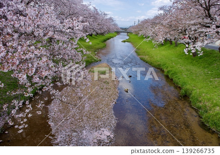 Somei Yoshino cherry blossoms in full bloom and cherry blossom petals accumulating on the clear stream. Somei Yoshino cherry blossoms in full bloom and cherry blossom petals accumulating on the clear stream. 139266735