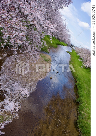 Somei Yoshino cherry blossoms in full bloom and cherry blossom petals accumulating on the clear stream. Somei Yoshino cherry blossoms in full bloom and cherry blossom petals accumulating on the clear stream. 139266742