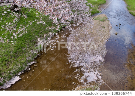Somei Yoshino cherry blossoms in full bloom and cherry blossom petals accumulating on the clear stream. 139266744