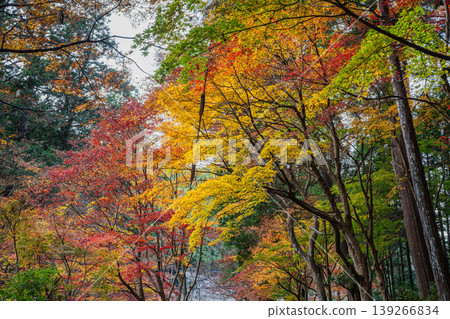 Autumn foliage at Oguni Shrine, Ichinomiya, Totomi Province, Morimachi (Shizuoka Prefecture) Autumn foliage at Oguni Shrine, Ichinomiya, Totomi Province, Morimachi (Shizuoka Prefecture) 139266834